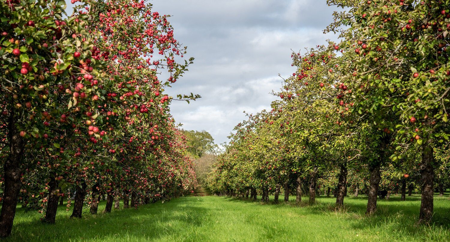 Flavours Project Makes A Tasty Start Dorset National Landscape