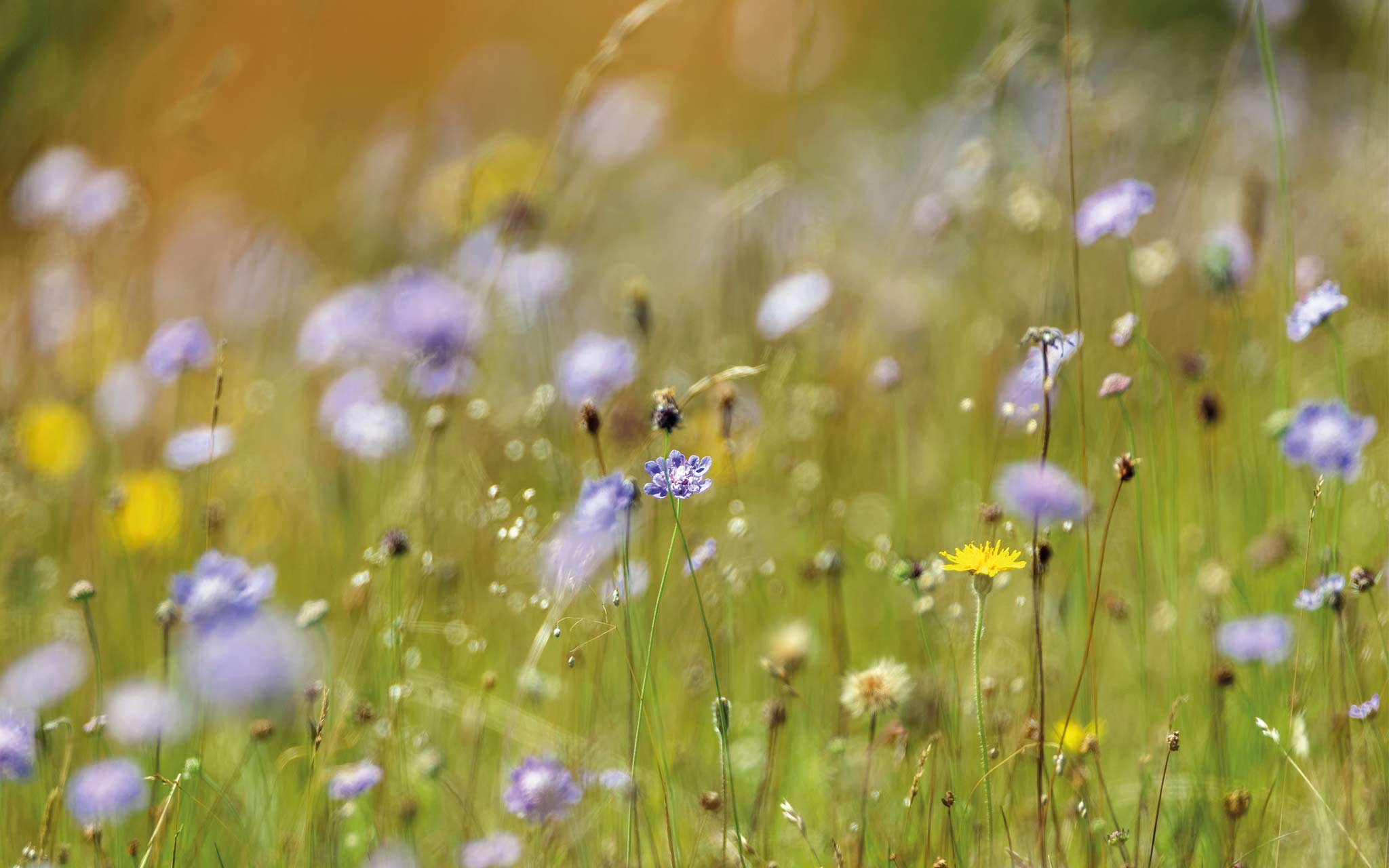 A close up of different yellow and light blue wild flowers amongst grasses and seed heads.