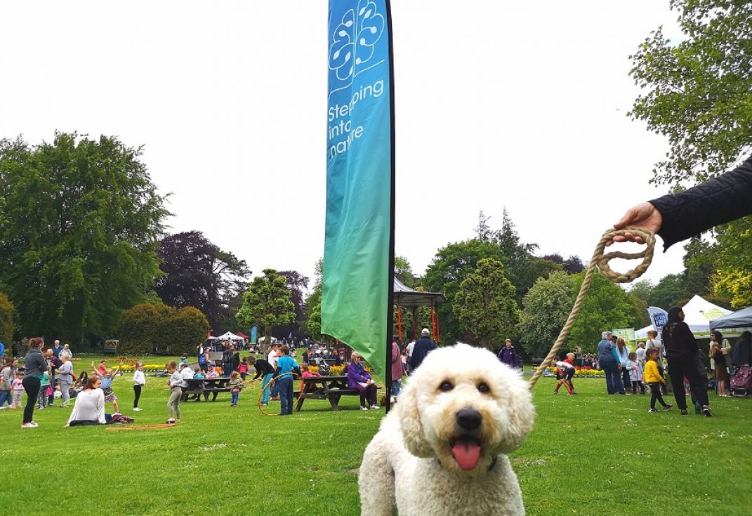 Dog at Picnic in the Park