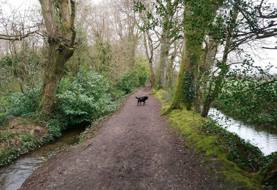 dog in wooded lane