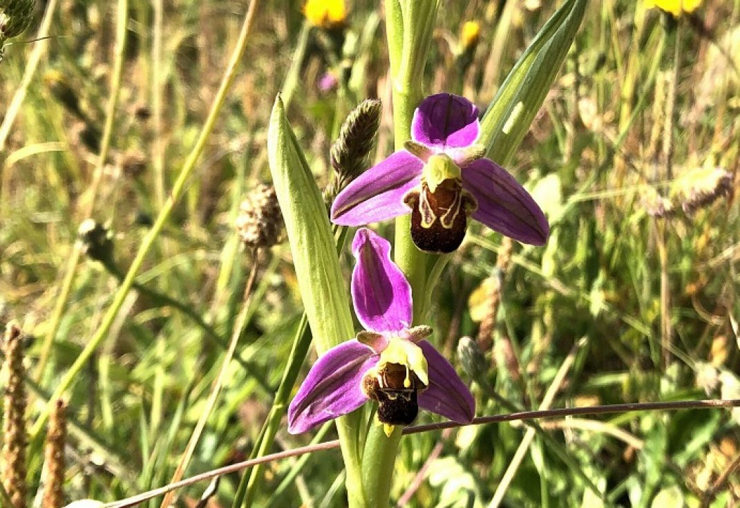 Early Bee Orchid
