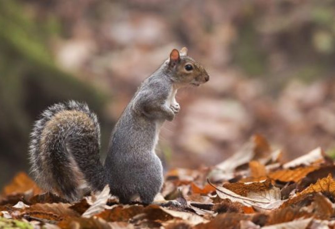 Grey Squirrel