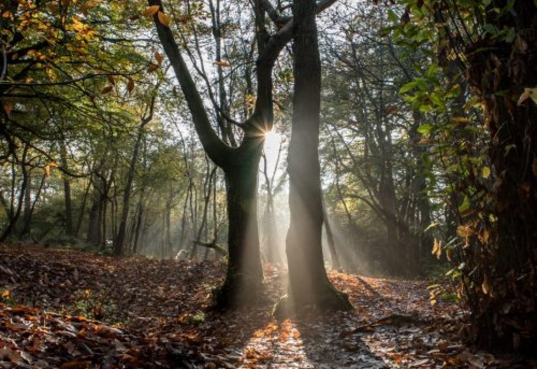 Woodland