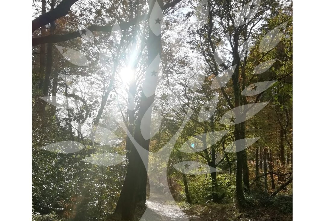 Forest Sparkles - Copyright Emma Pritchard