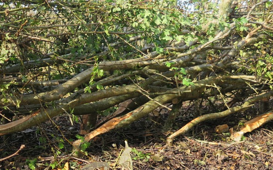 Have a go: Hedgelaying