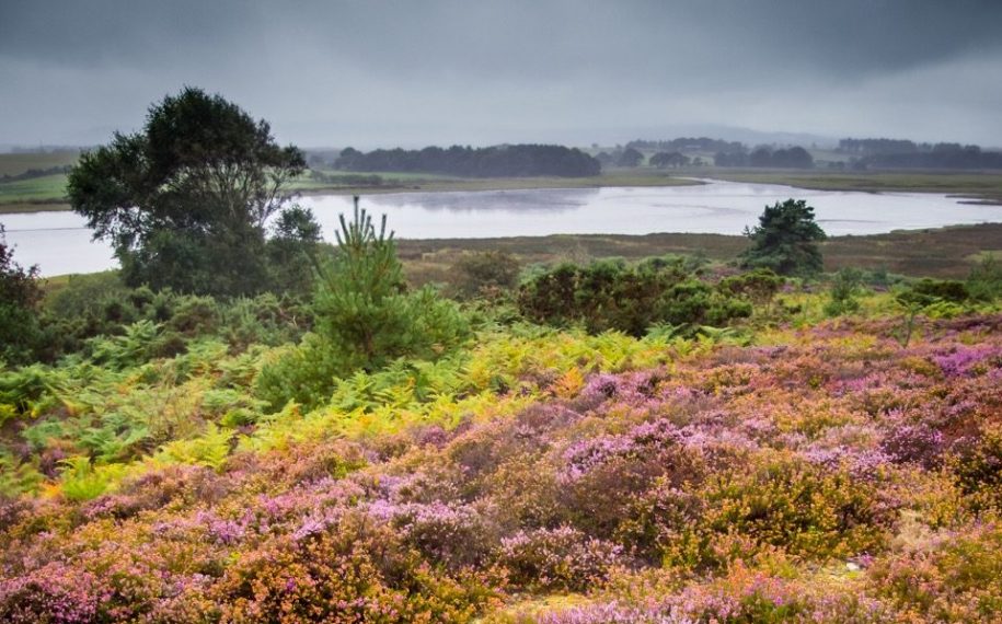 New National Nature Reserve for Purbeck