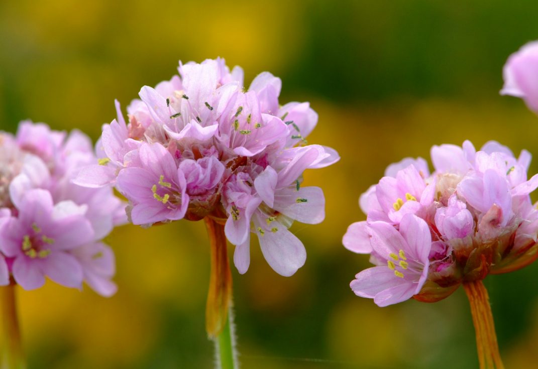 Thrift on Chesil Beach taken by Mark Heighes
