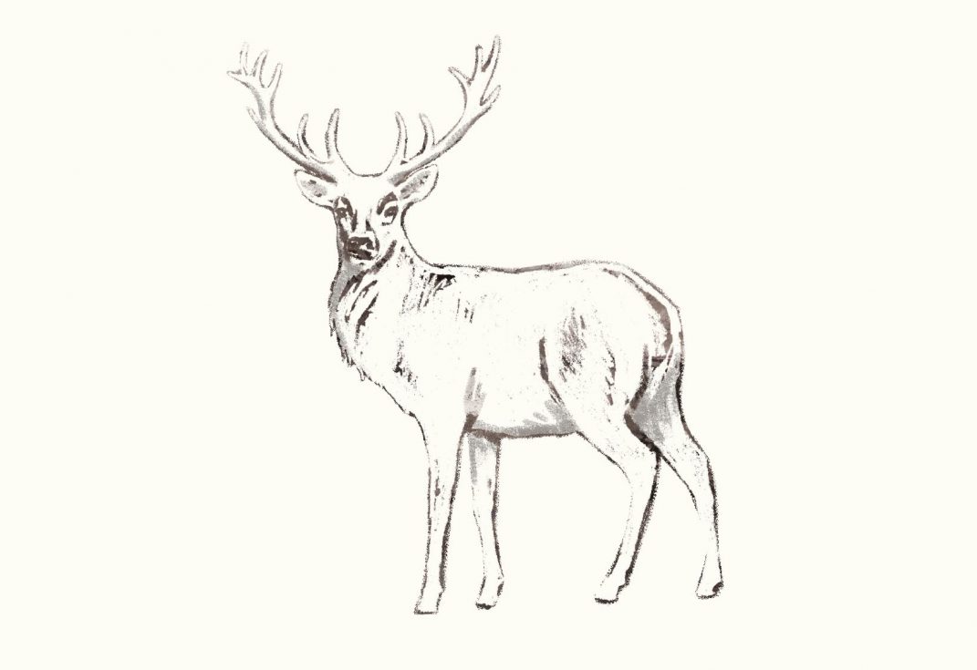 whitestag