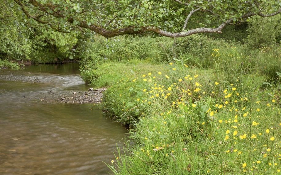 River running through meadows