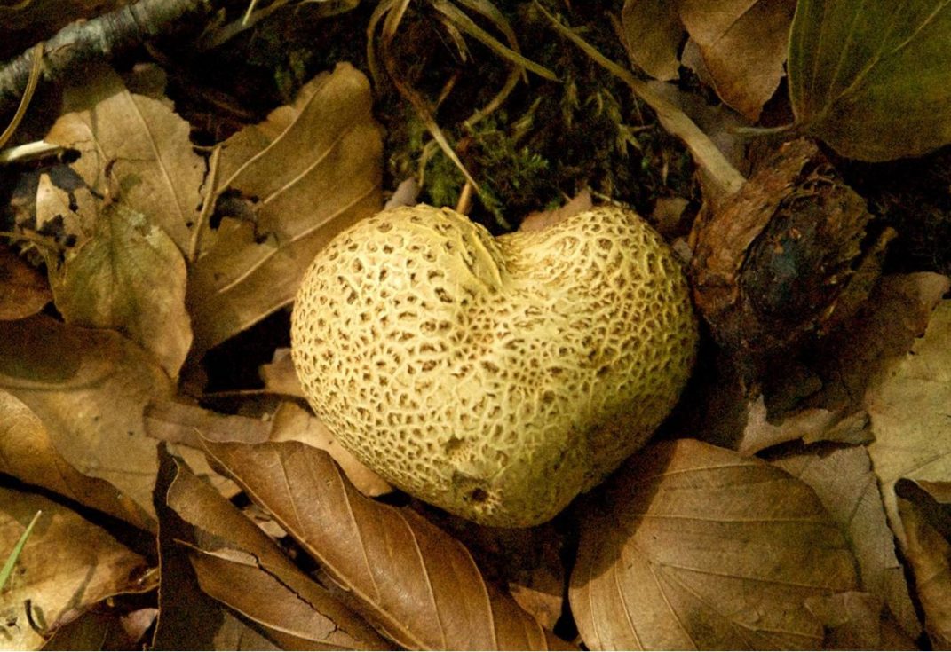 Photo of a heart shaped fungi