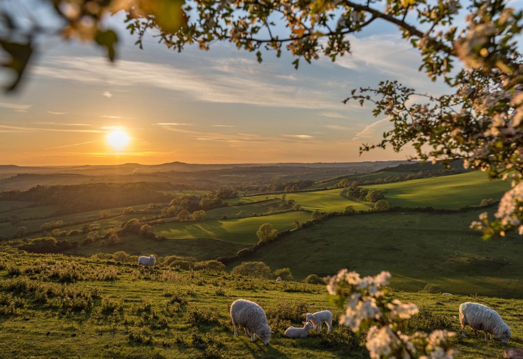 Photo fo Eggardon Hill in Spring