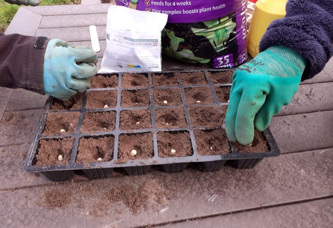 hands planting a tray of seeds