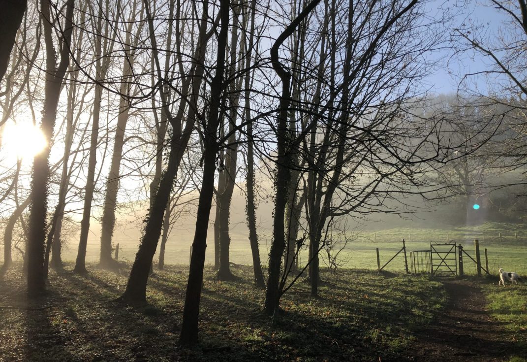 Photo of bare trees and spring light at Loders, west Dorset