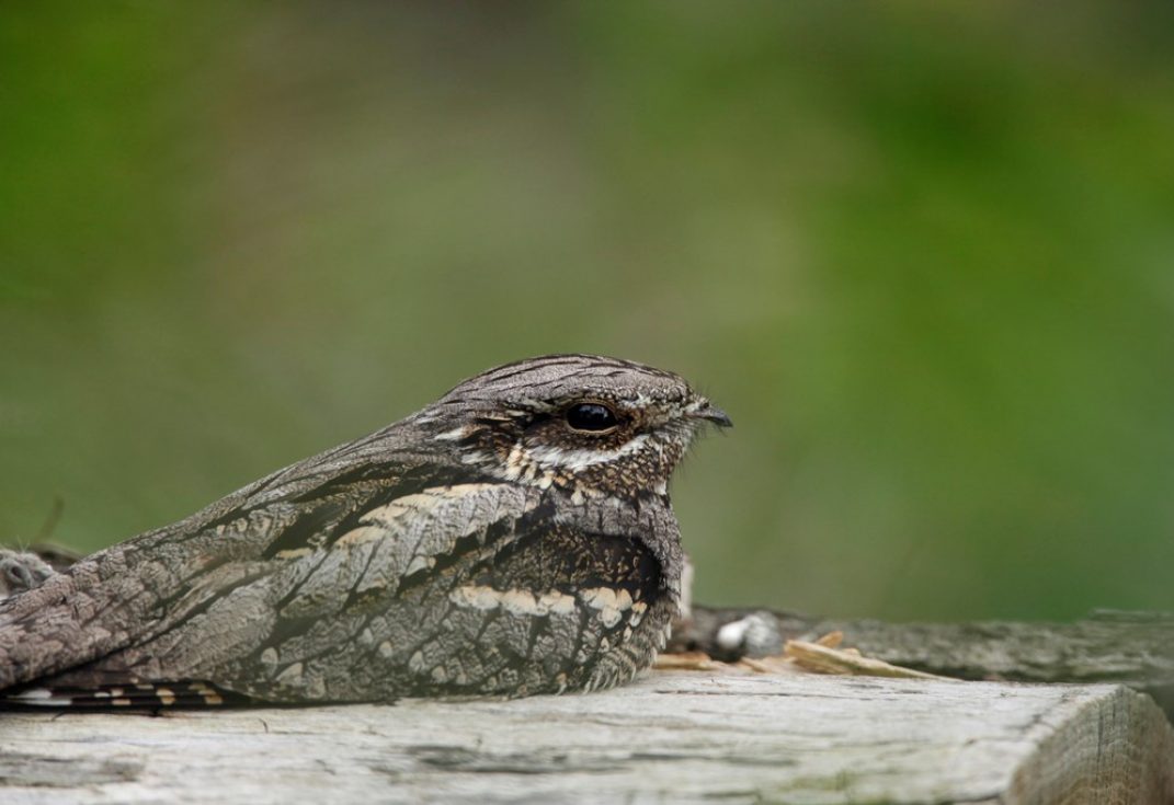 Close up of a speckled bird sitting on a tree trunk
