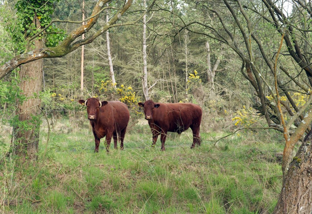 Two brown cows in a woodland clearing