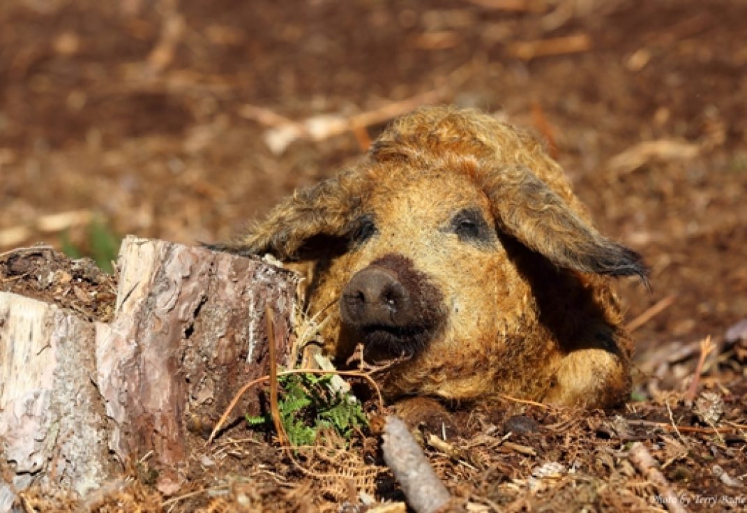 A woolly pig lying down on a woody floor next to a tree stump
