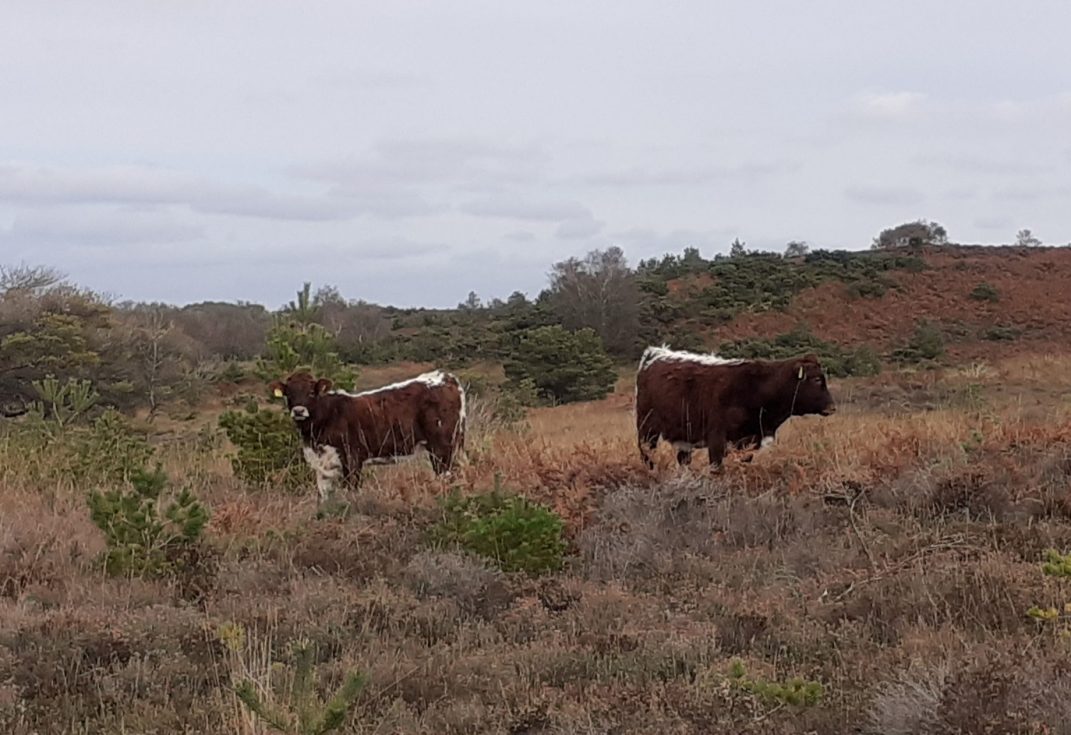 Cattle grazing on heathland