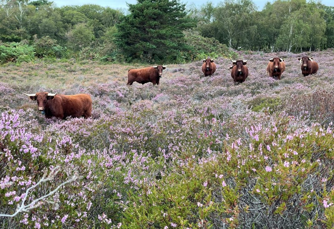 A small herd of horned red cows standing in purple heather with summer woodland in the background