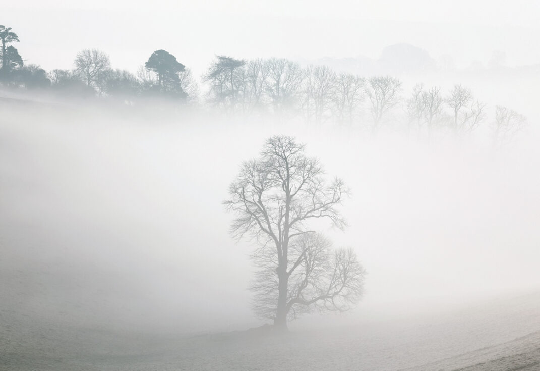 Wintry white misty landscape with a bare tree in foreground