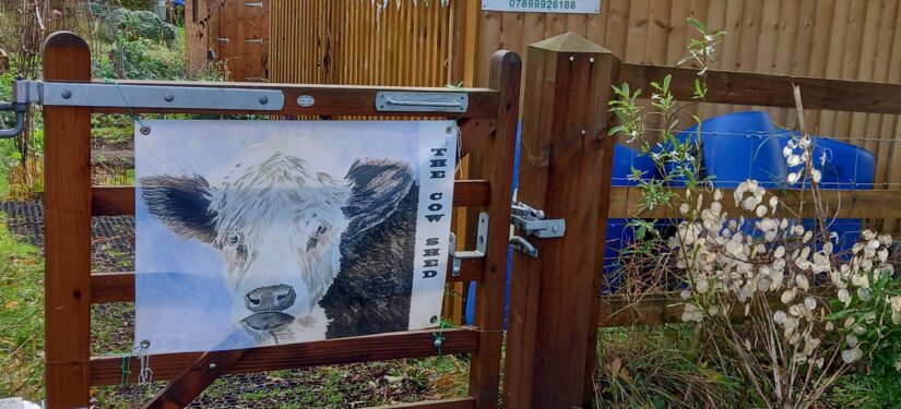 Blog 16 – The Cowshed Community Wellbeing Project