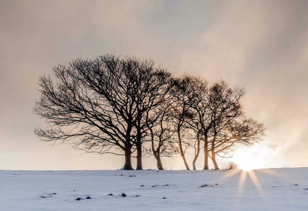 Landscape with snow in foreground and a clump of tress silhouetted by low sun on the horizon