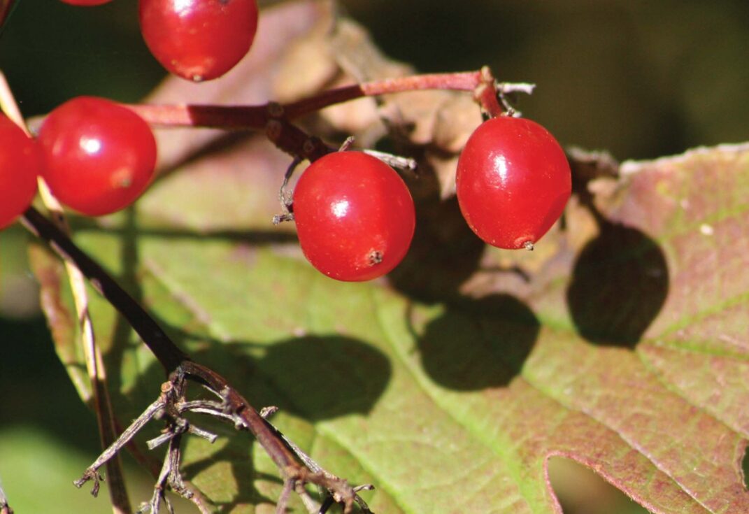 Close up of red berries on an autumn leaf