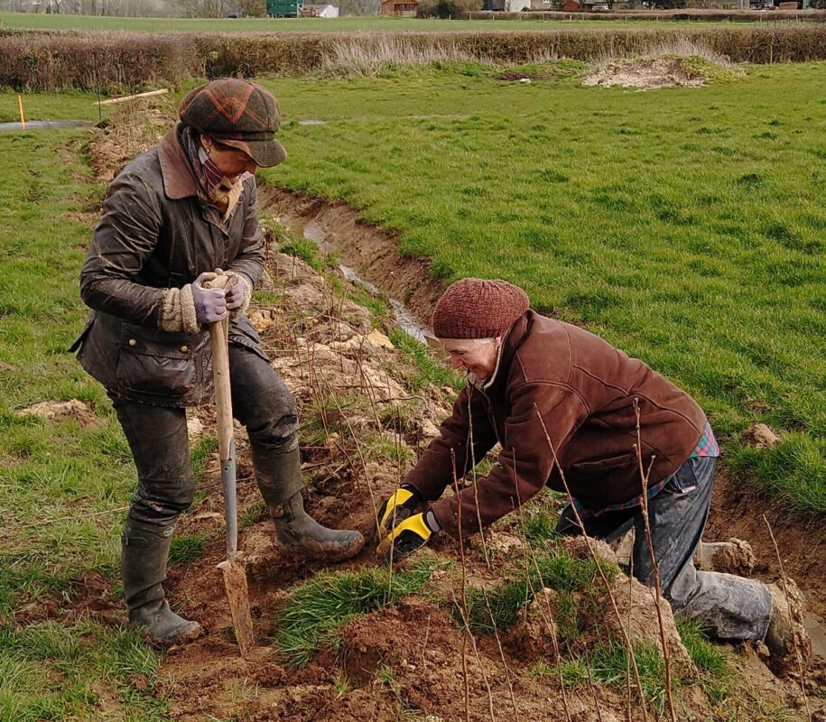 Two ladies planting a hedge next to a small stream in a field