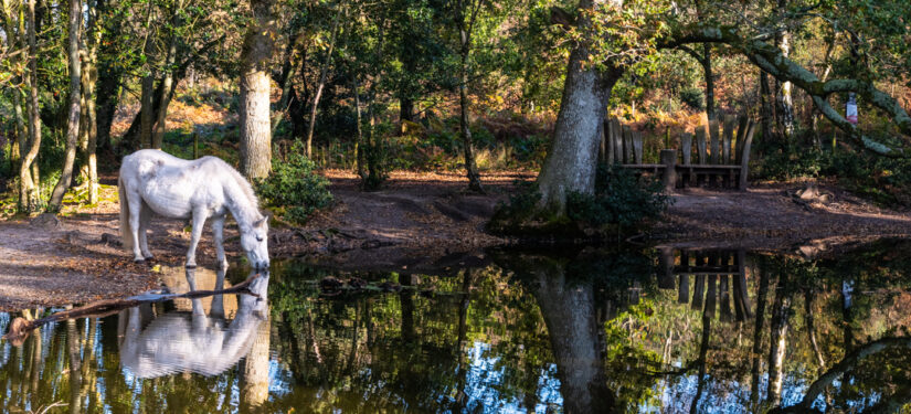 Thorncombe Wood Local Nature Reserve