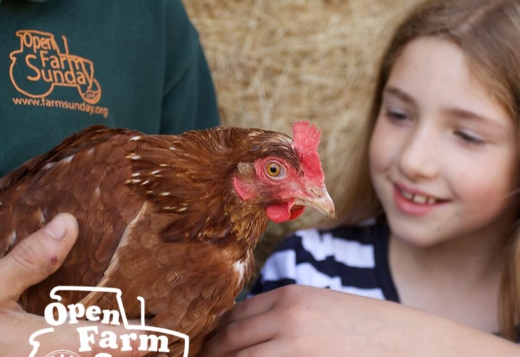 A girl stroking a hen which is being held by a person in green in front of a hay stack