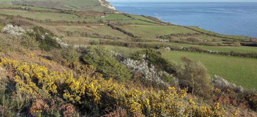 Yellow gorse and red bracken heathland leading to white cliffs and the sea