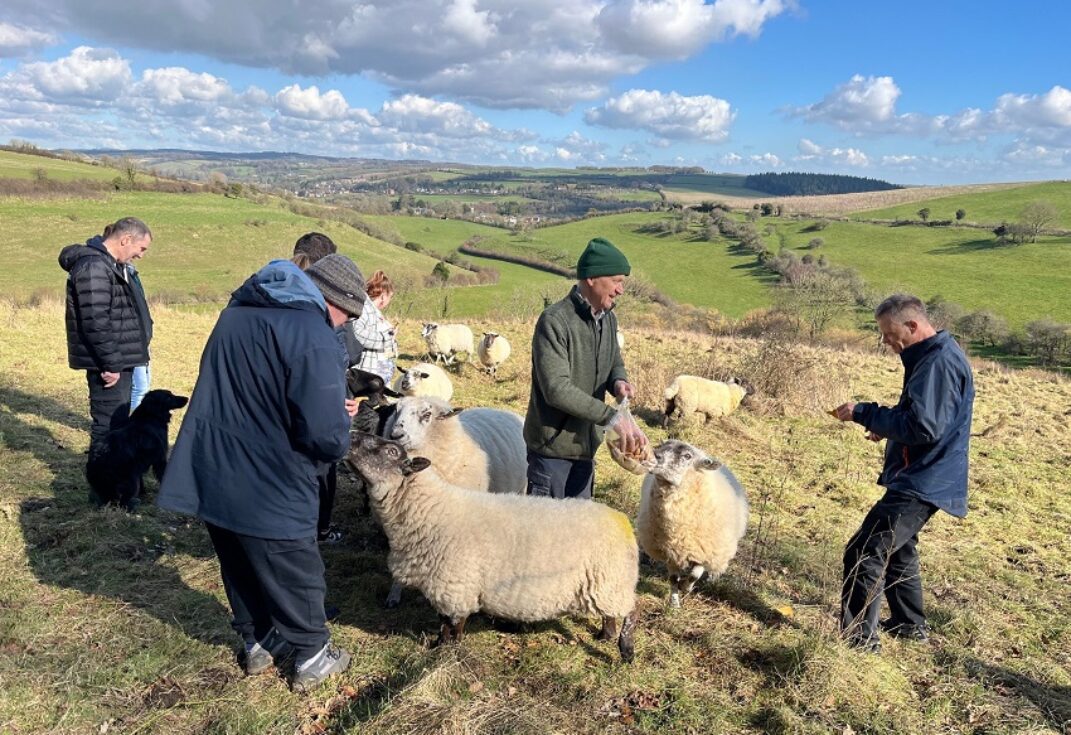 Group of six people hand feeding sheep in a field on a hill.