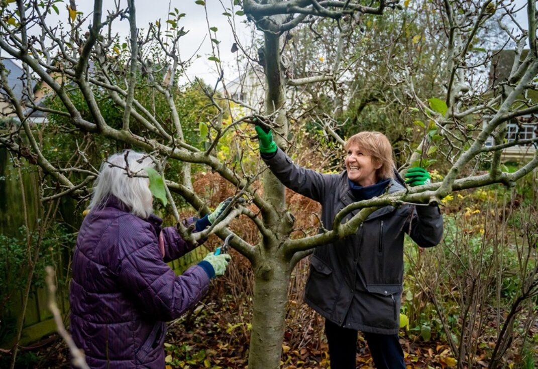 Close up of two older women pruning a bare tree in a garden. One lady is smiling.