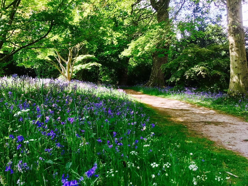 A path through a wood with a bank of spring flowers, mainly bluebells. Sunlight is shining through the trees.