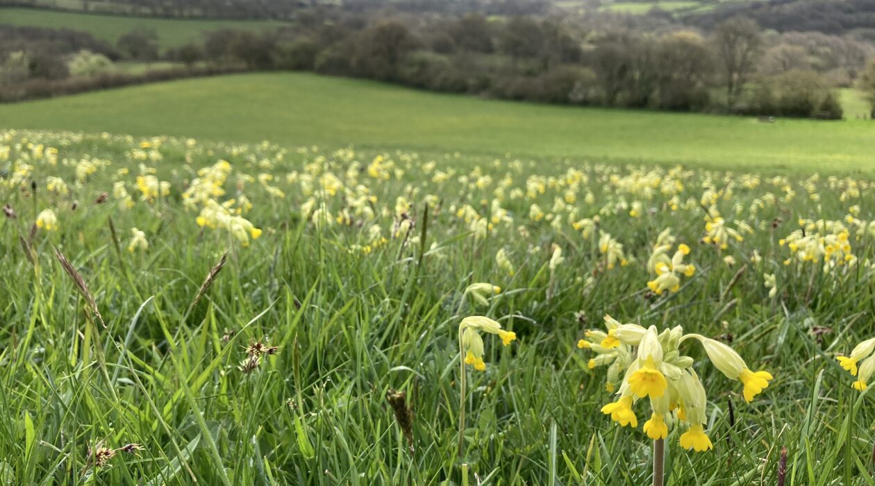 A grassy hillside dotted with yellow cowslip flowers in the foreground, overlooking rolling green fields and tree-lined countryside under soft daylight.