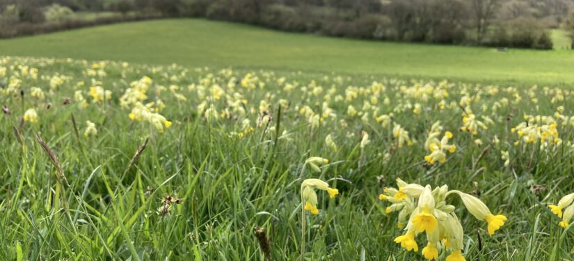A grassy hillside dotted with yellow cowslip flowers in the foreground, overlooking rolling green fields and tree-lined countryside under soft daylight.