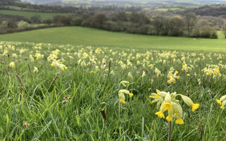 A grassy hillside dotted with yellow cowslip flowers in the foreground, overlooking rolling green fields and tree-lined countryside under soft daylight.