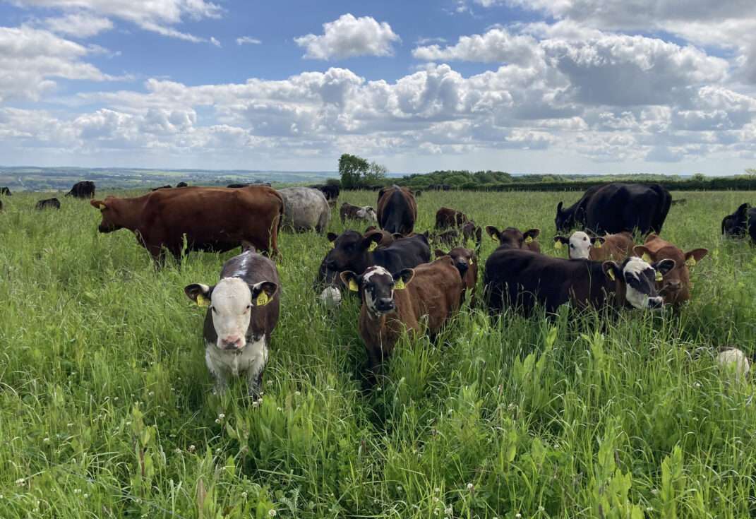 A mixed herd of cattle grazing in a diverse herbal ley pasture, with rolling countryside and hedgerows in the background.