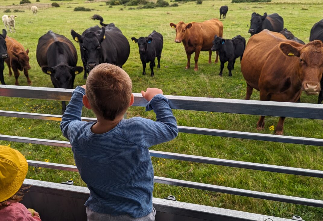 Two children sit on a trailer looking out through metal bars at a group of cows gathered in a grassy field. One child is wearing a yellow hat while the other is standing to look more closely at the cows.