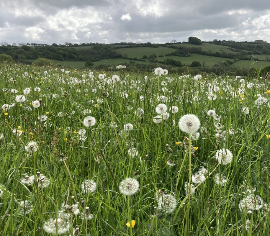 Kingcombe meadows dandelion clockc (c) Rachel Janes