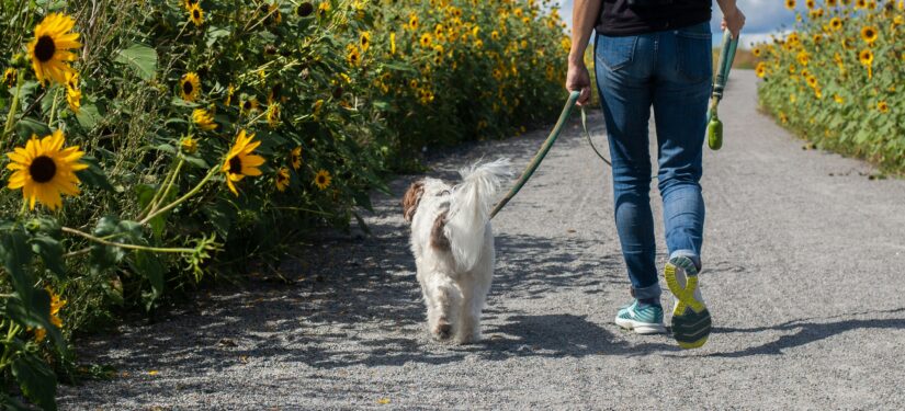 Back view of a man walking a white and brown dog along the pathway with sunflowers either side