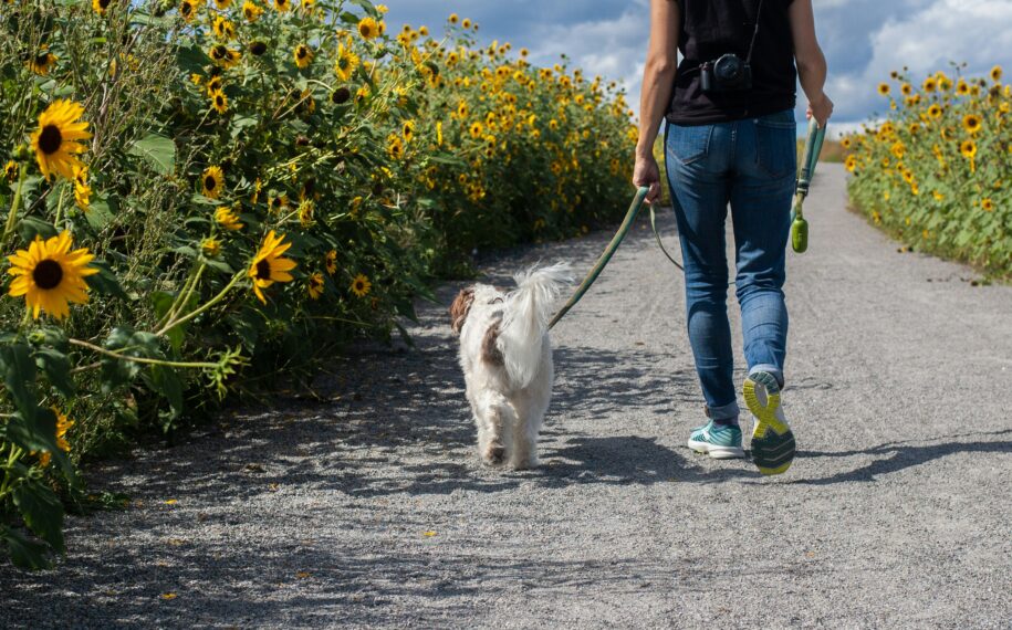 Back view of a man walking a white and brown dog along the pathway with sunflowers either side
