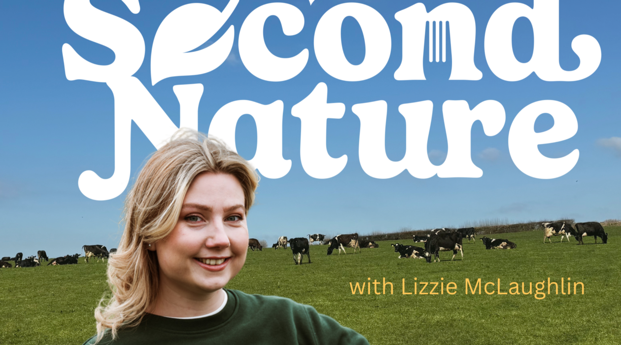 Podcast host with microphone in front of cows grazing in a countryside field
