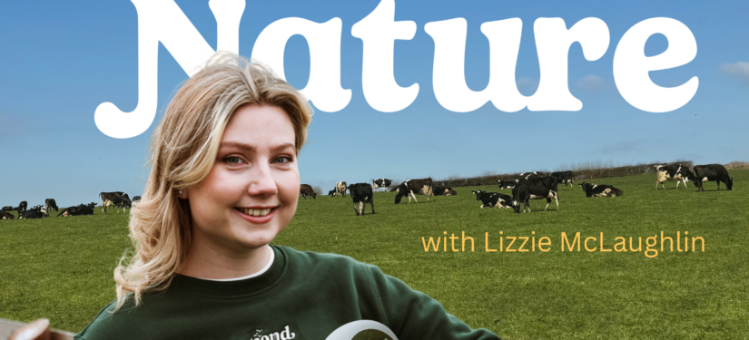 Podcast host with microphone in front of cows grazing in a countryside field