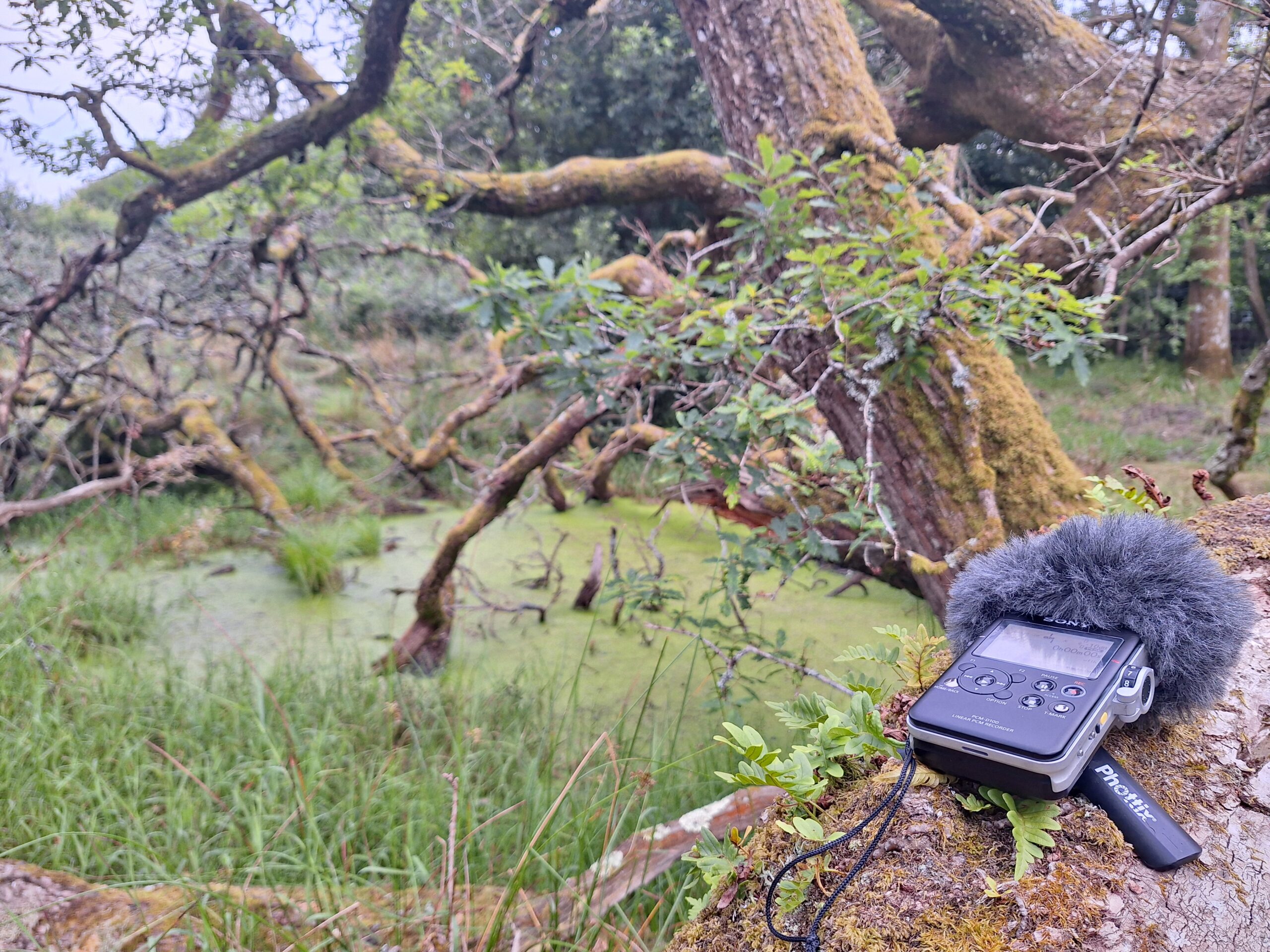 Sound recording equipment with a fluffy microphone is sitting on a tree branch, covered in ferns and mosses, with green pond and trees in the background.