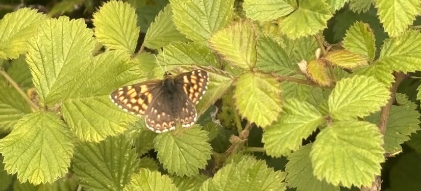 A Duke of Burgundy Butterfly sitting on green leaves, with it's wings open