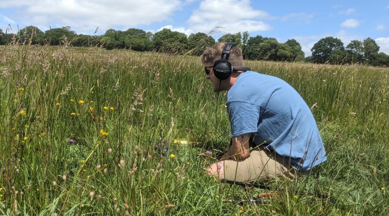 Man with headphones is sitting in a meadow of tall grasses and yellow flowers
