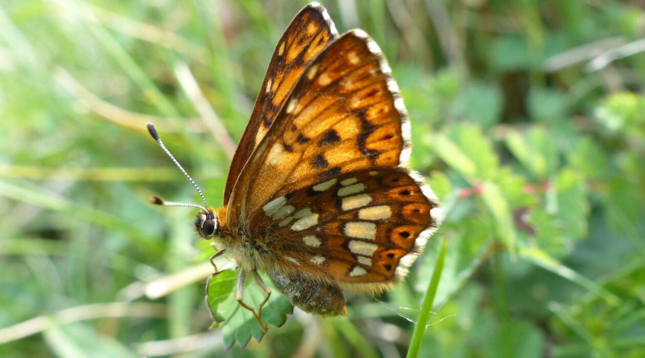 An orange speckled butterfly perched on a leaf
