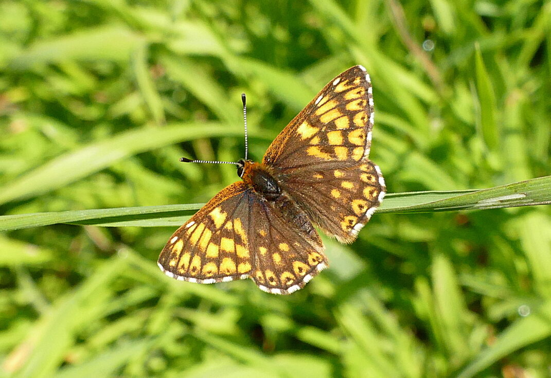 Duke of Burgundy butterfly resting with wings spread among meadow grasses. Photo by (Martin Warren)