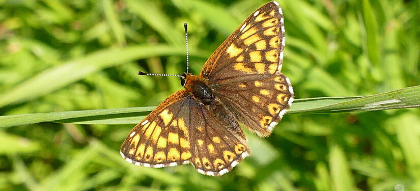 Duke of Burgundy basking (Martin Warren) CROPPED