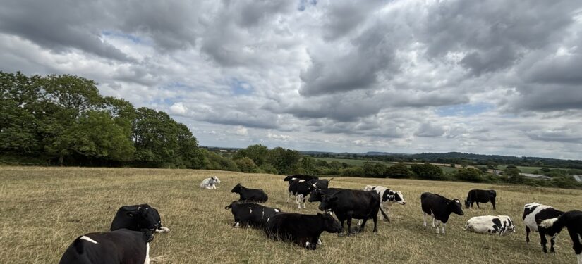 A dry field, with black cows in the foreground, a lush green trees in the background, on an overcast day